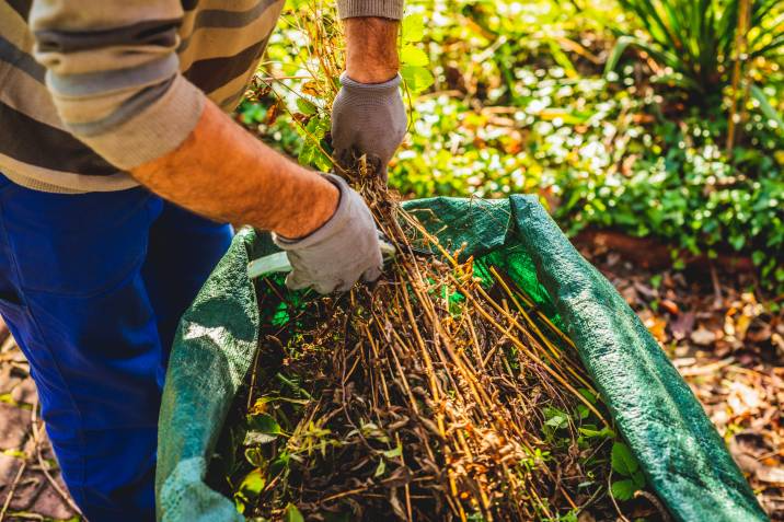 gardener gathering plant branches and leaves