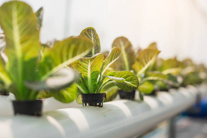 How To Start a Simple Hydroponic Garden at Home | Airtasker UK