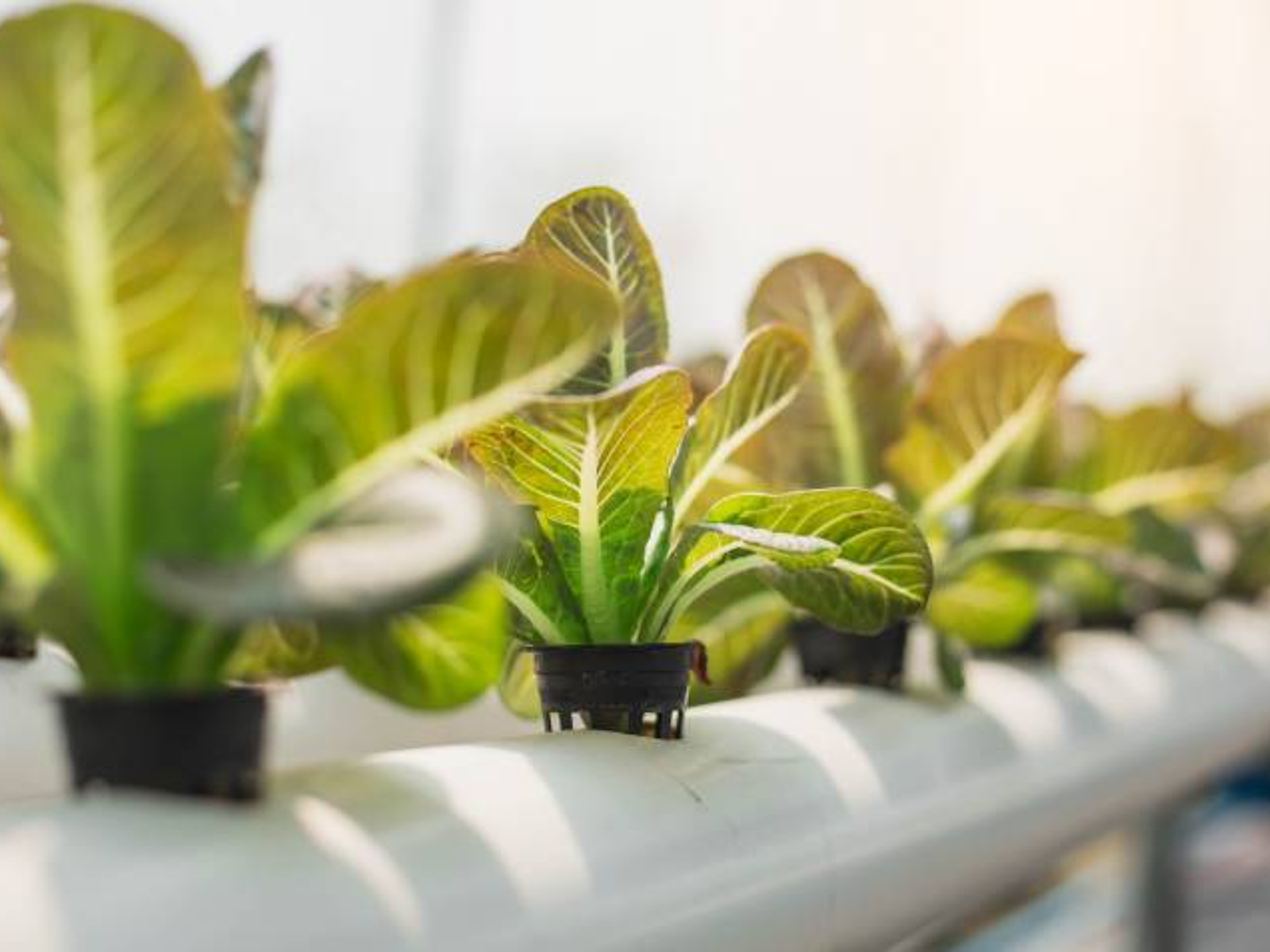 fiddle leaf fig fertilizer Easy Peasy Fiddle Leaf Fig Plant Food 6-2-4, Fast-Acting Houseplant Fertilizer For Ficus Ly