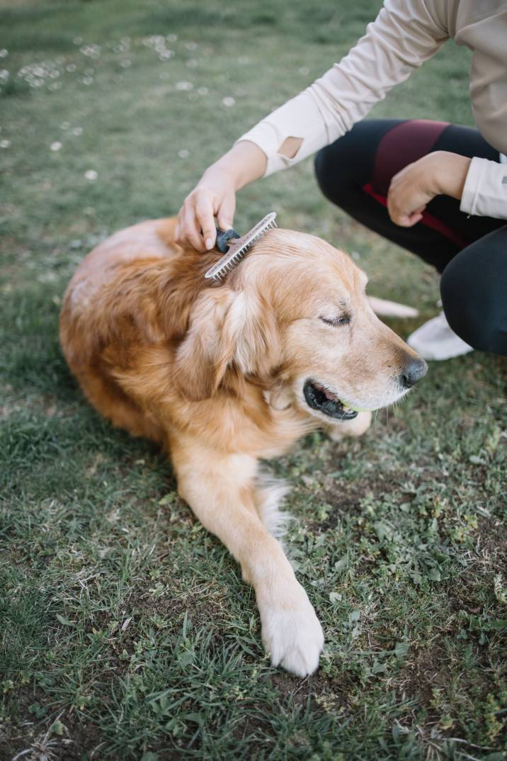 woman brushing her dog outdoors to prevent dust inside home