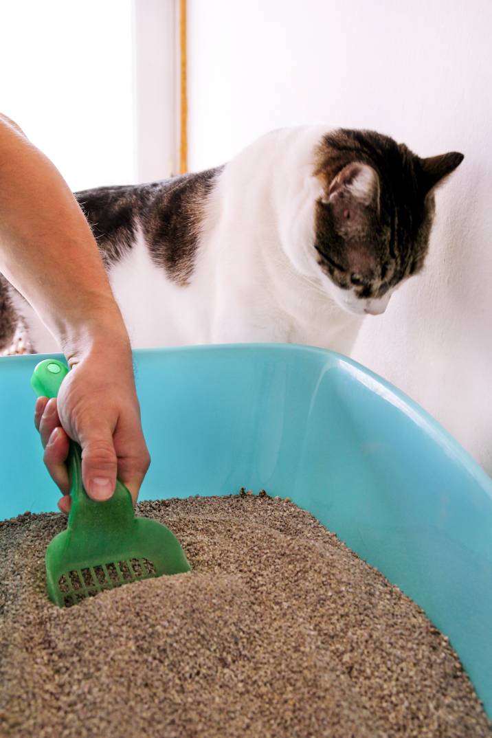 cleaning cat litter box with spatula to remove odour in house