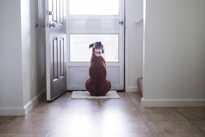 dog looking out the screen door