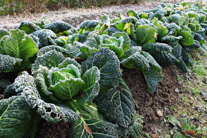 cabbage with frost