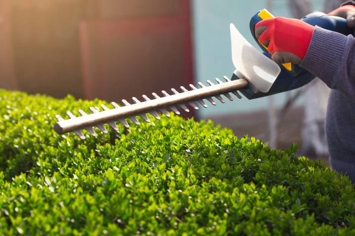 man trimming top of a hedge