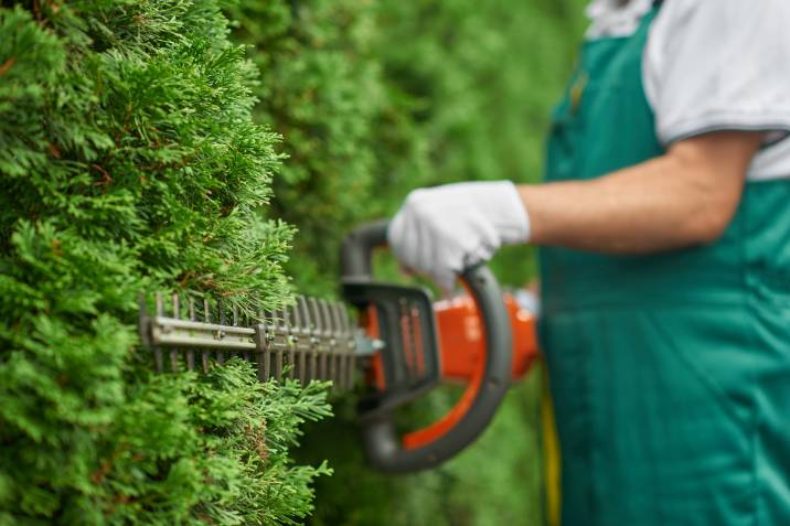 trimming the body of the hedge