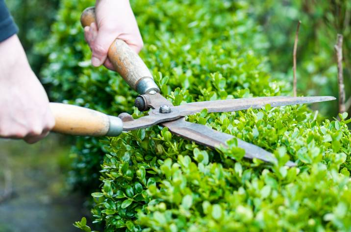 How To Trim Hedges: A Step-by-Step Guide | Airtasker UK