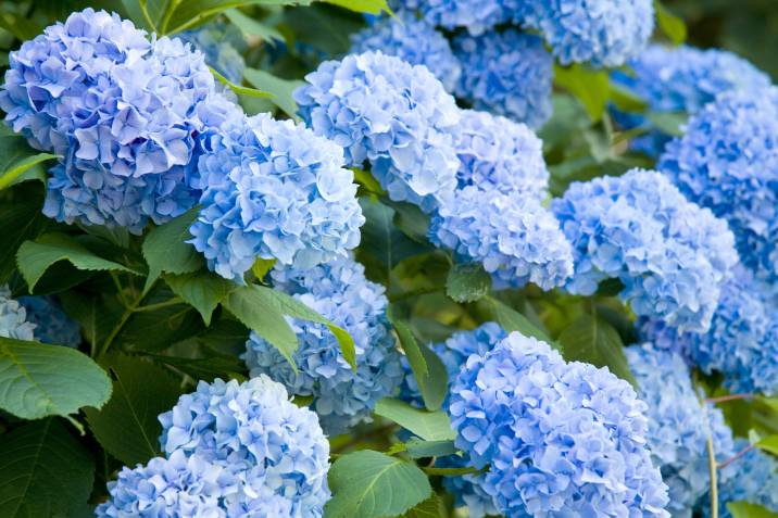 hydrangea plant