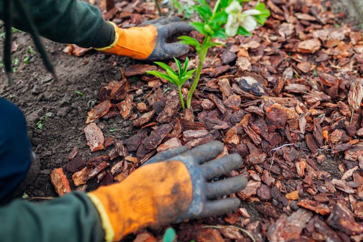 bark chipping