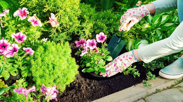 woman planting petunia flowers