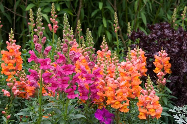 snapdragon annual flowers