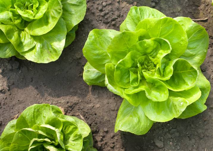 lettuce in a garden