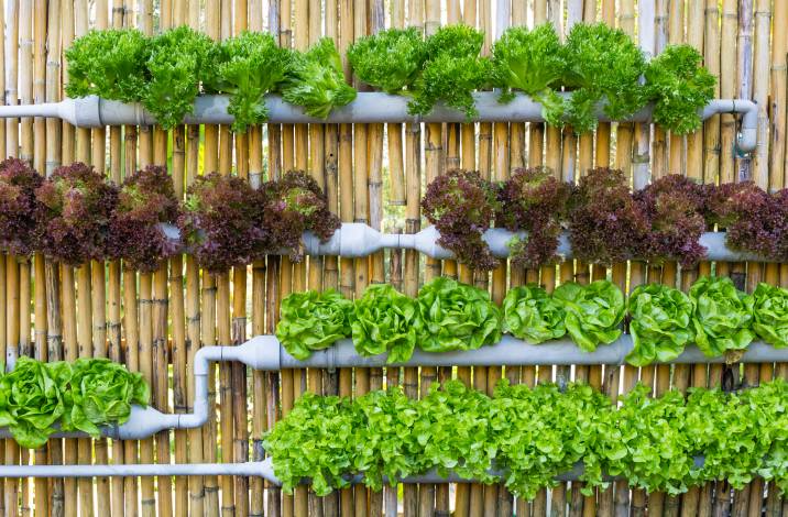 hydroponic vegetable garden wall