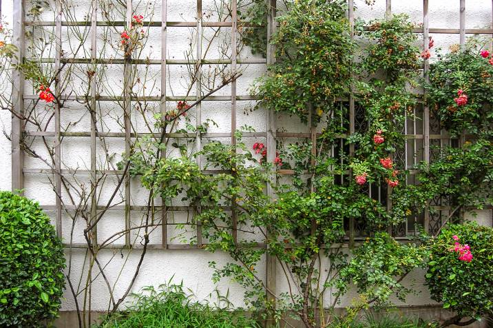 trellis walls