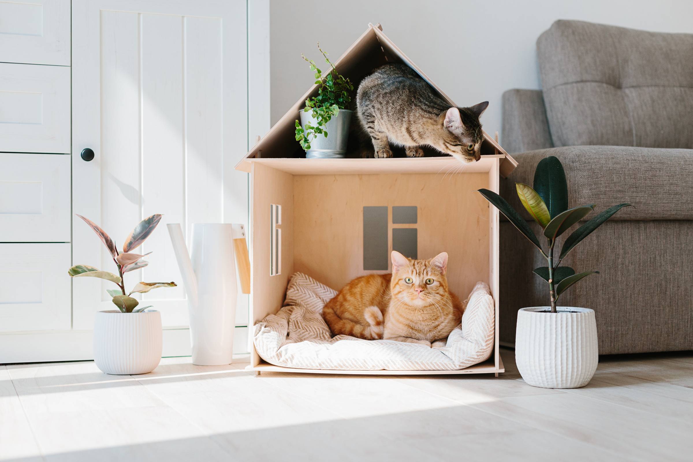 two cats in a comfy box