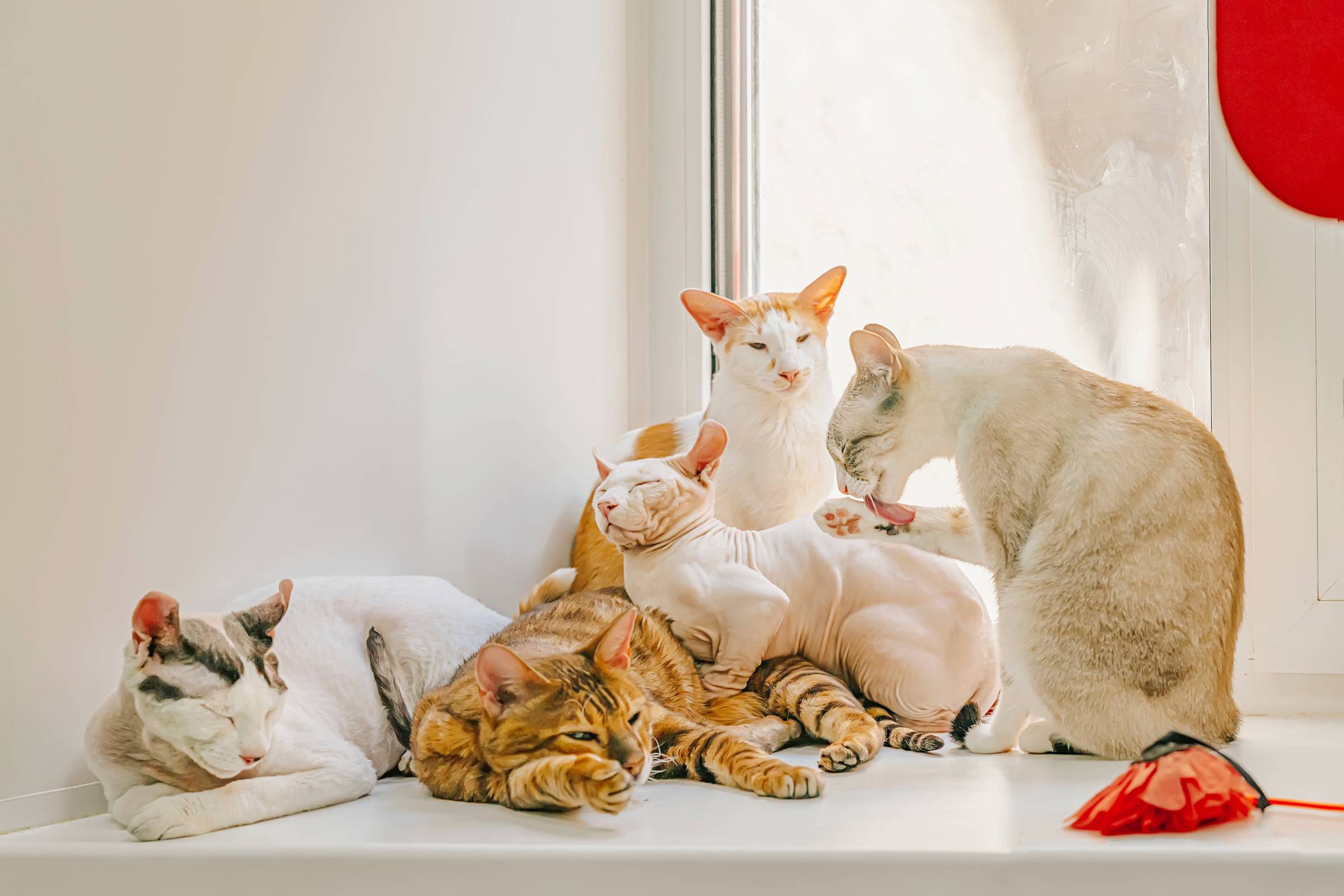 a family of cats at home