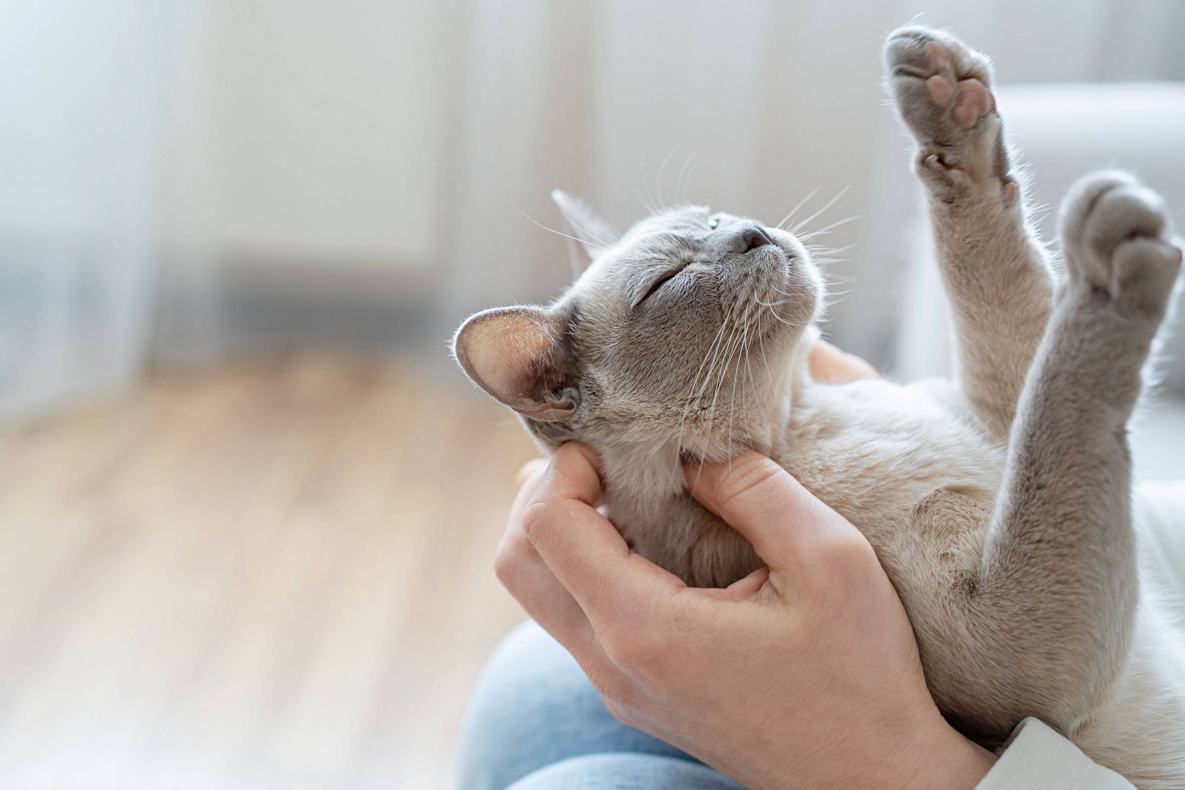 a woman holding a sleeping cat