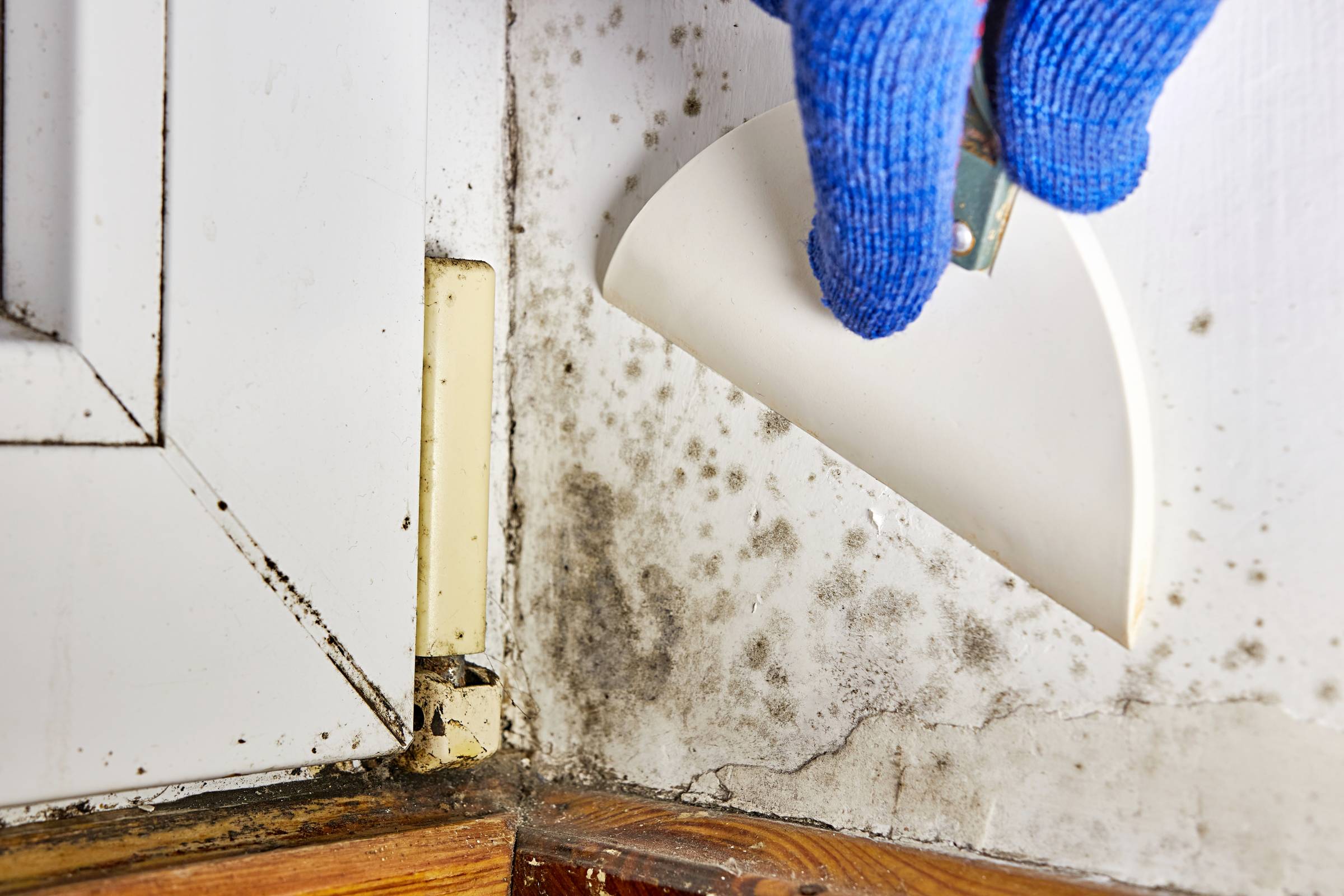 removing mould from a wall