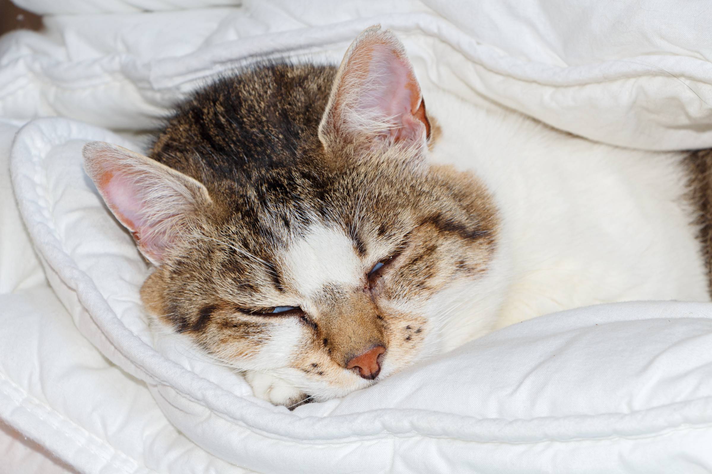 a cat sleeping between duvets