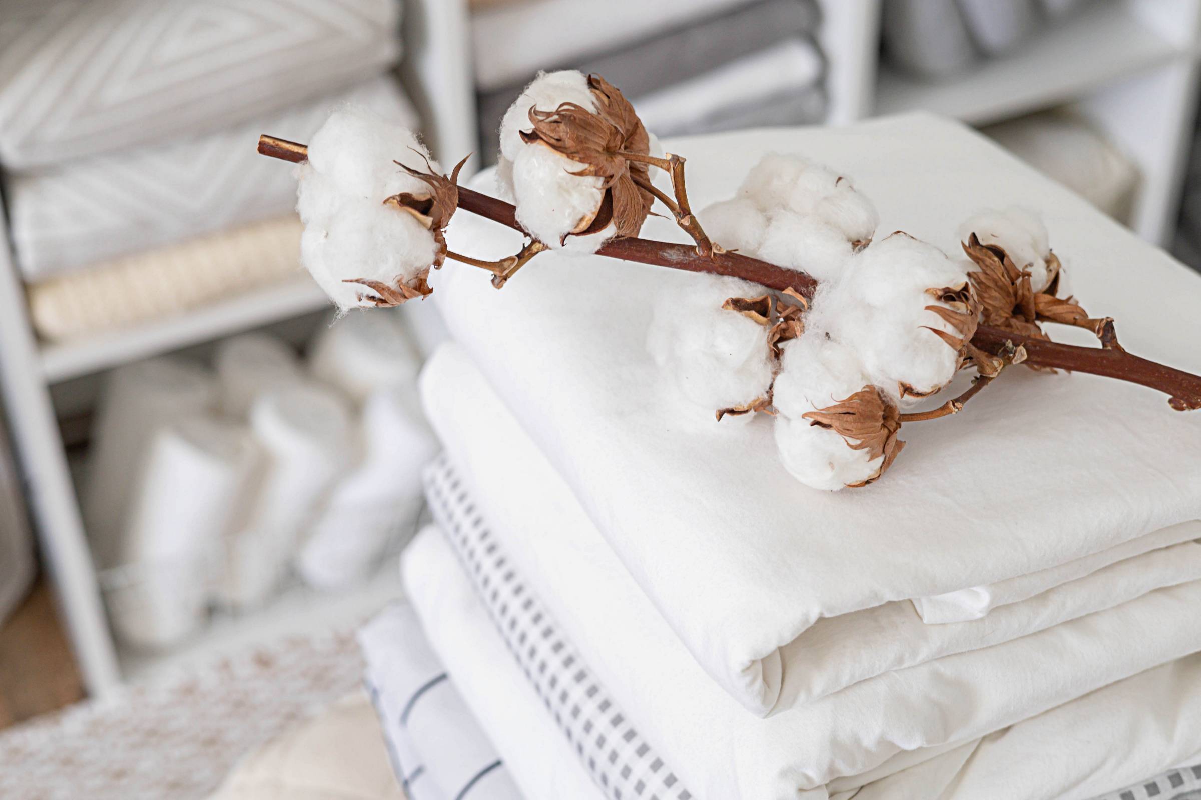 cotton plant on top of bed linens