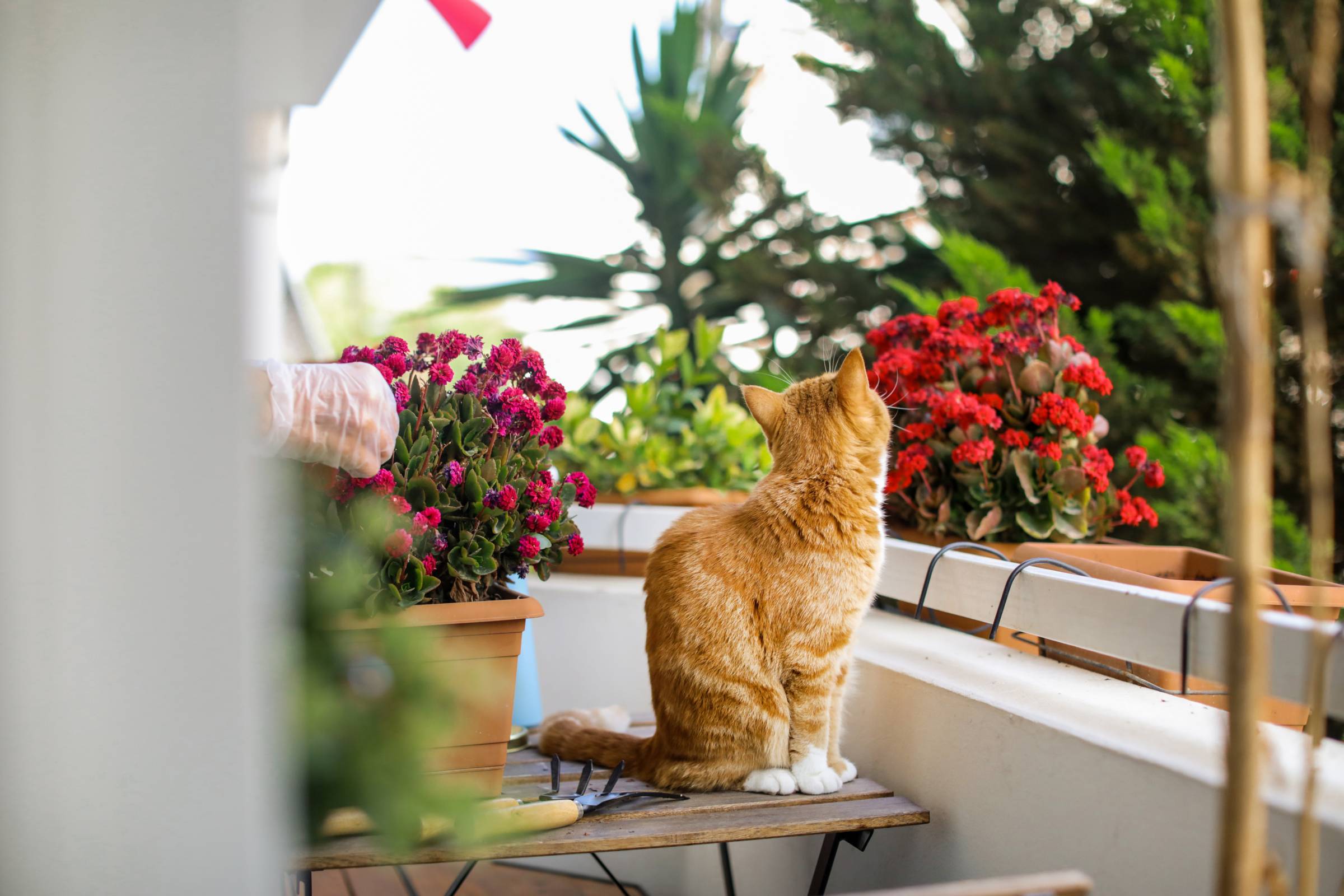 a balcony with flowers and a cat