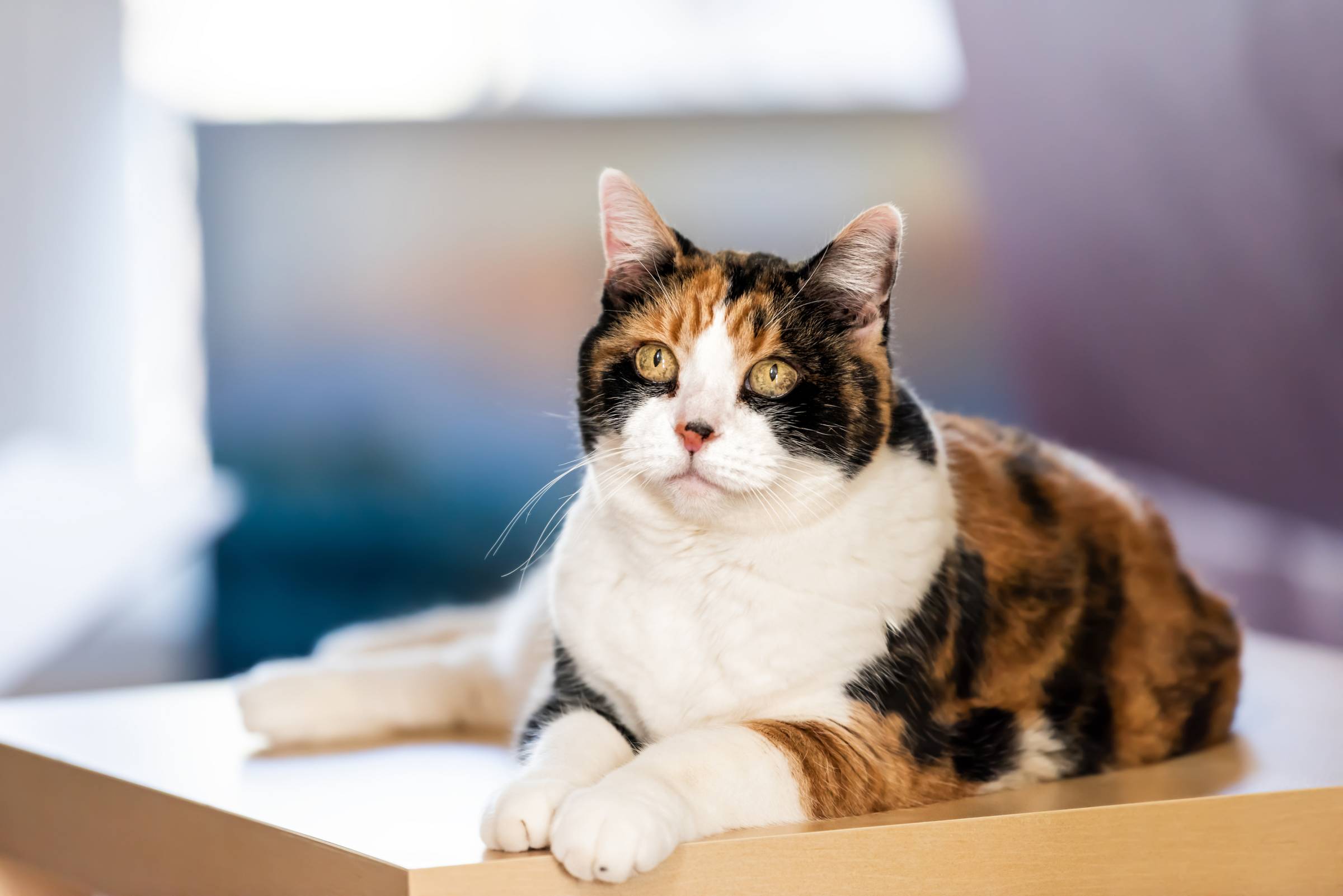 a calico cat resting on a table