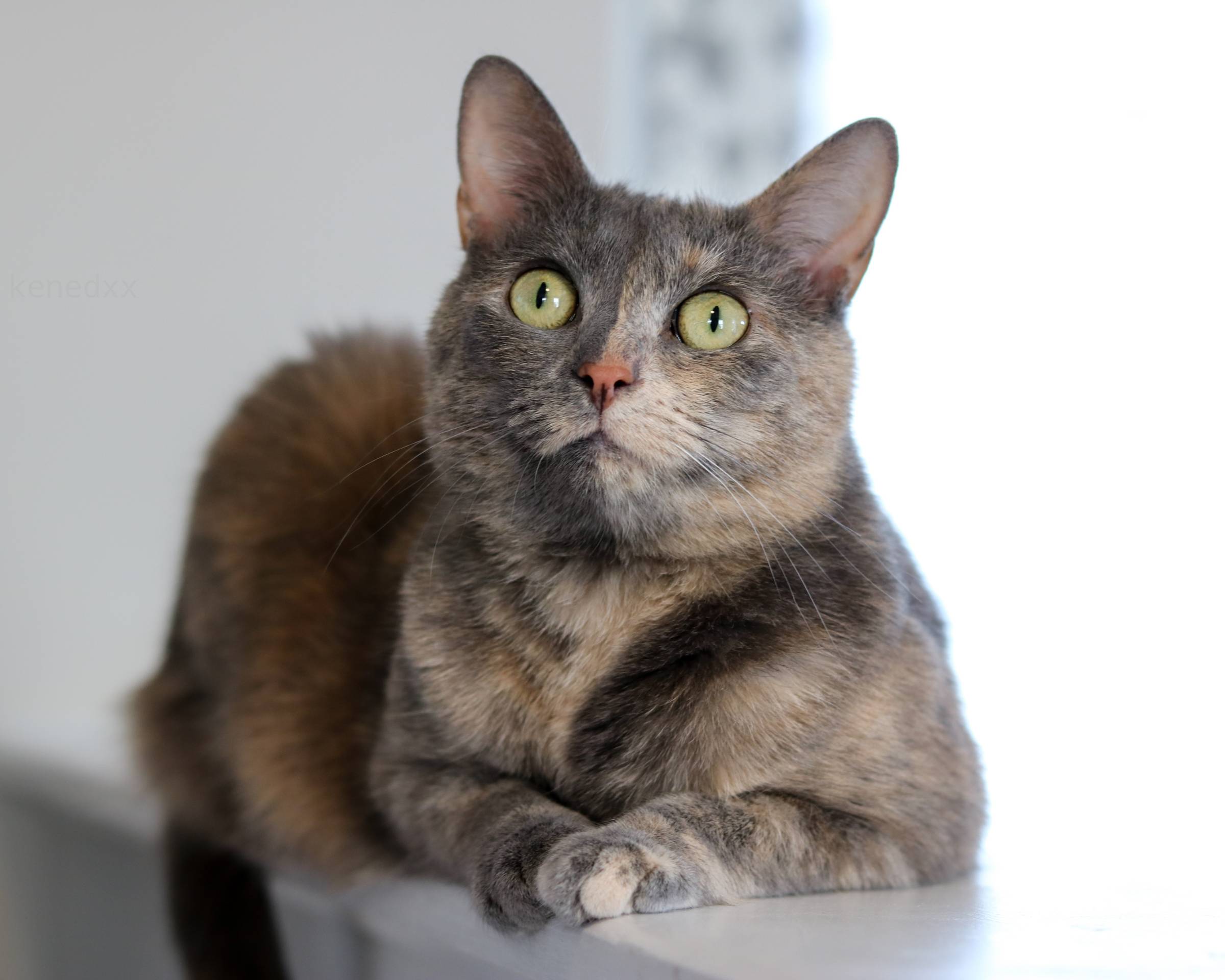 a diluted tortoiseshell cat on a ledge