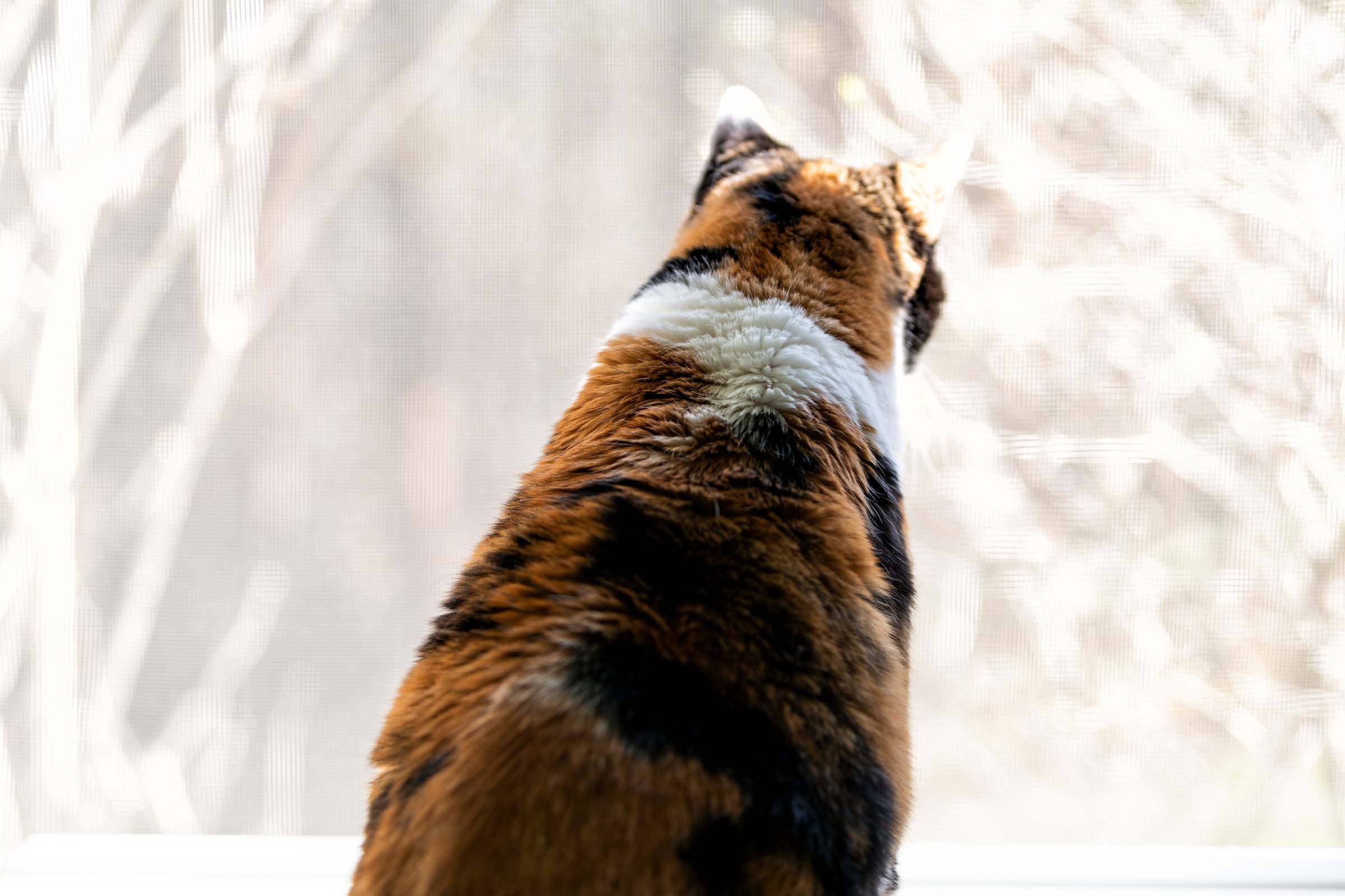 a calico cat looking out a window