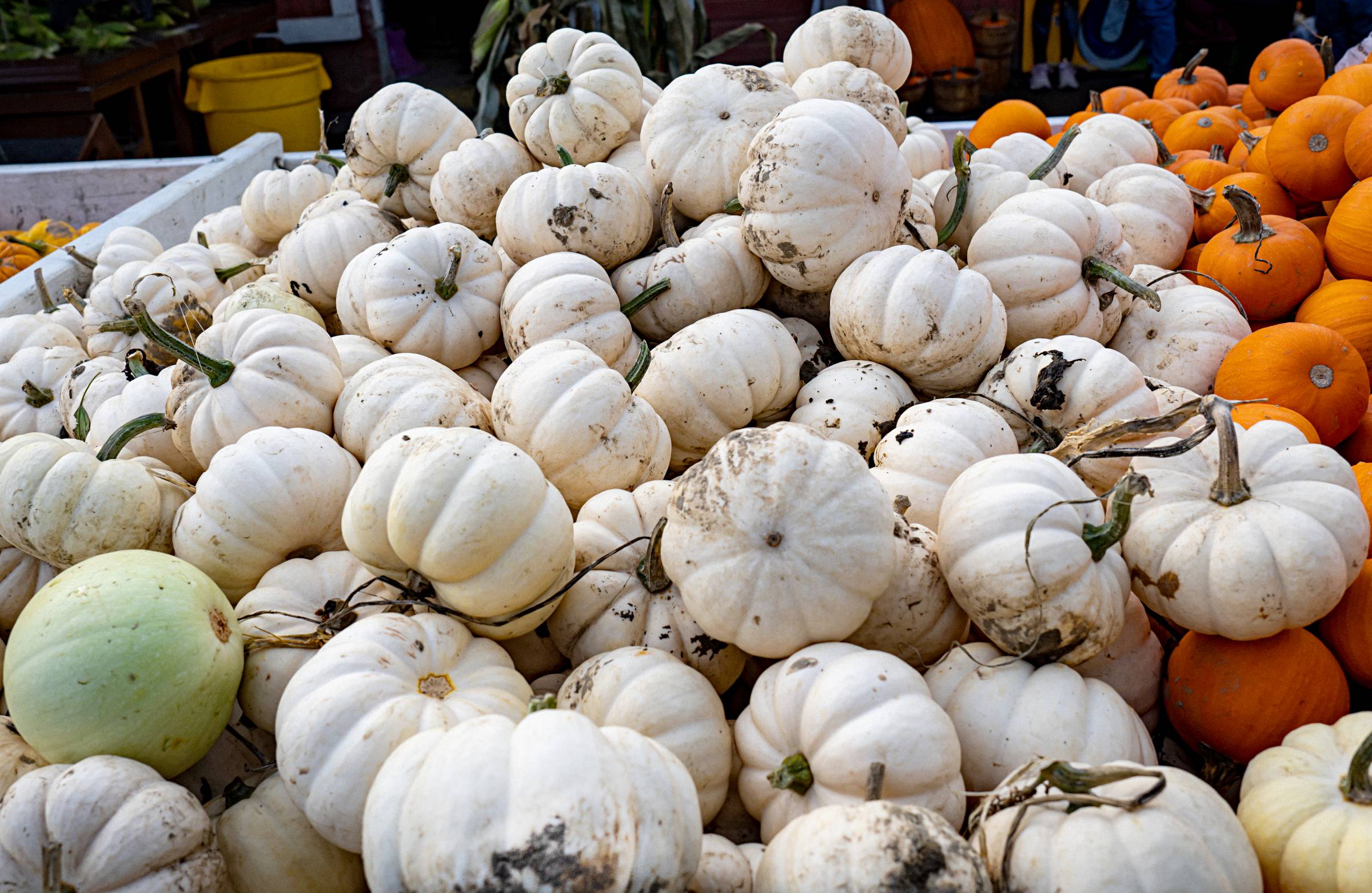 a variety of pumpkins in a market