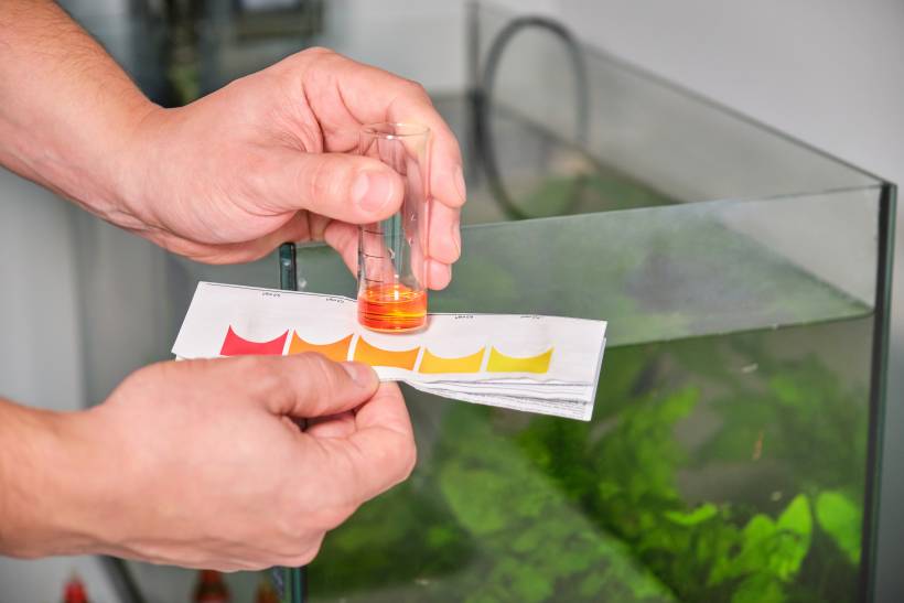 how to clean a fish tank - hands holding a nitrite or ammonia test in front of a freshwater aquarium