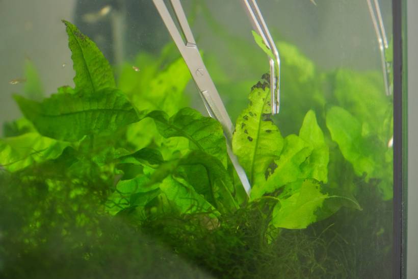 how to clean a fish tank - close up of scissors and tweezers trimming aquatic plants