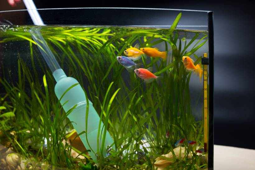 how to clean a fish tank - a person using a gravel cleaner for fish tanks