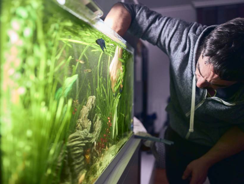 how to clean a fish tank - a young man pruning the plants in a fish tank