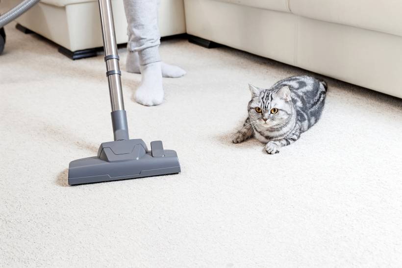 how to clean cat pee from carpet - a woman vacuuming a white carpet beside a tabby cat