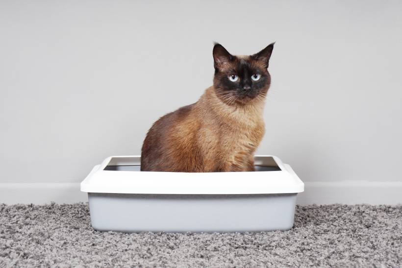 how to clean cat pee from carpet - a house-trained Siamese cat sitting in a litter box