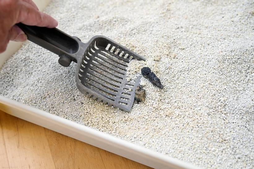 how to clean cat litter box - a woman scooping cat litter