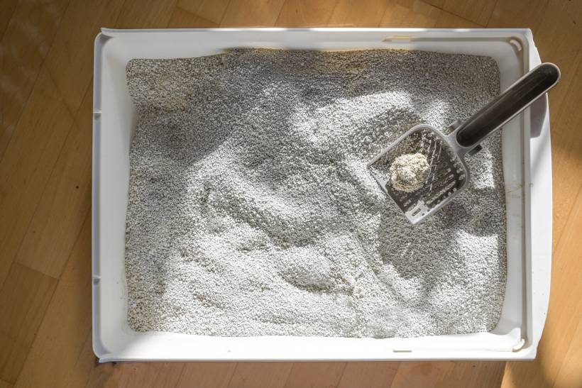 how to clean cat litter tray - a clump of poop in a cat litter tray