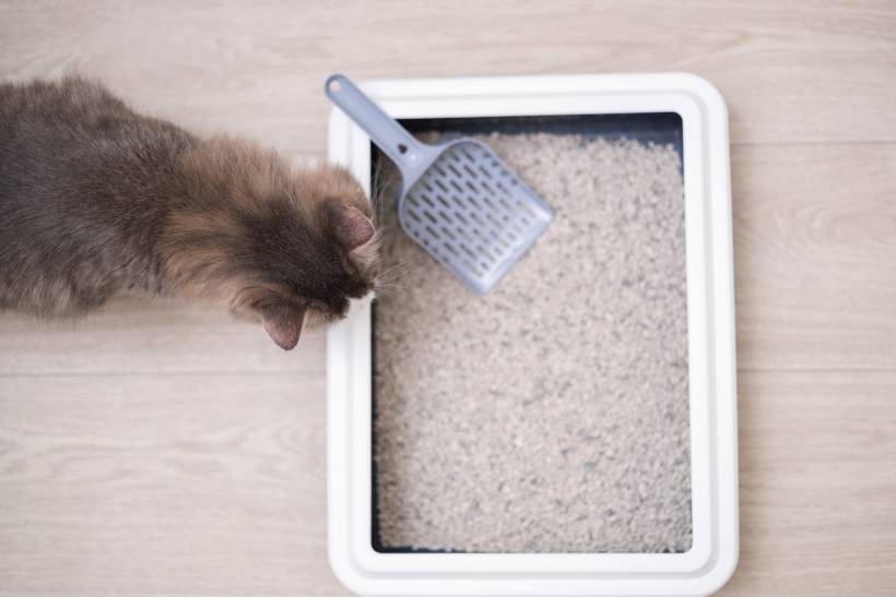 how to clean cat litter box - a kitten approaching a clean cat litter box