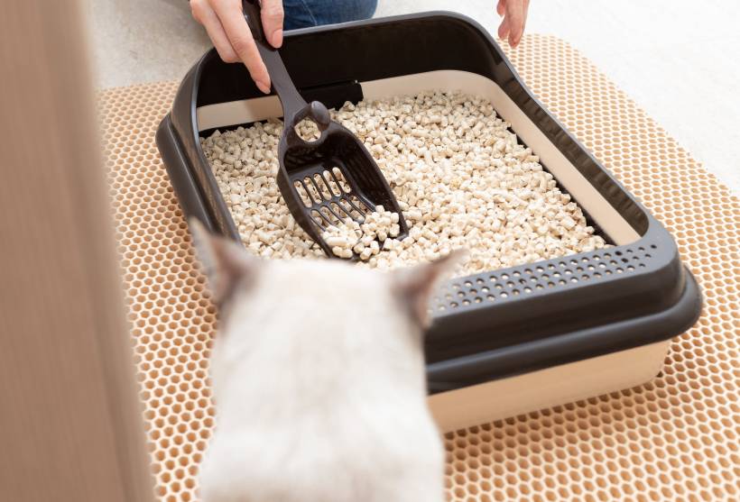 how to clean cat litter tray - female hands cleaning a cat litter tray using a scoop