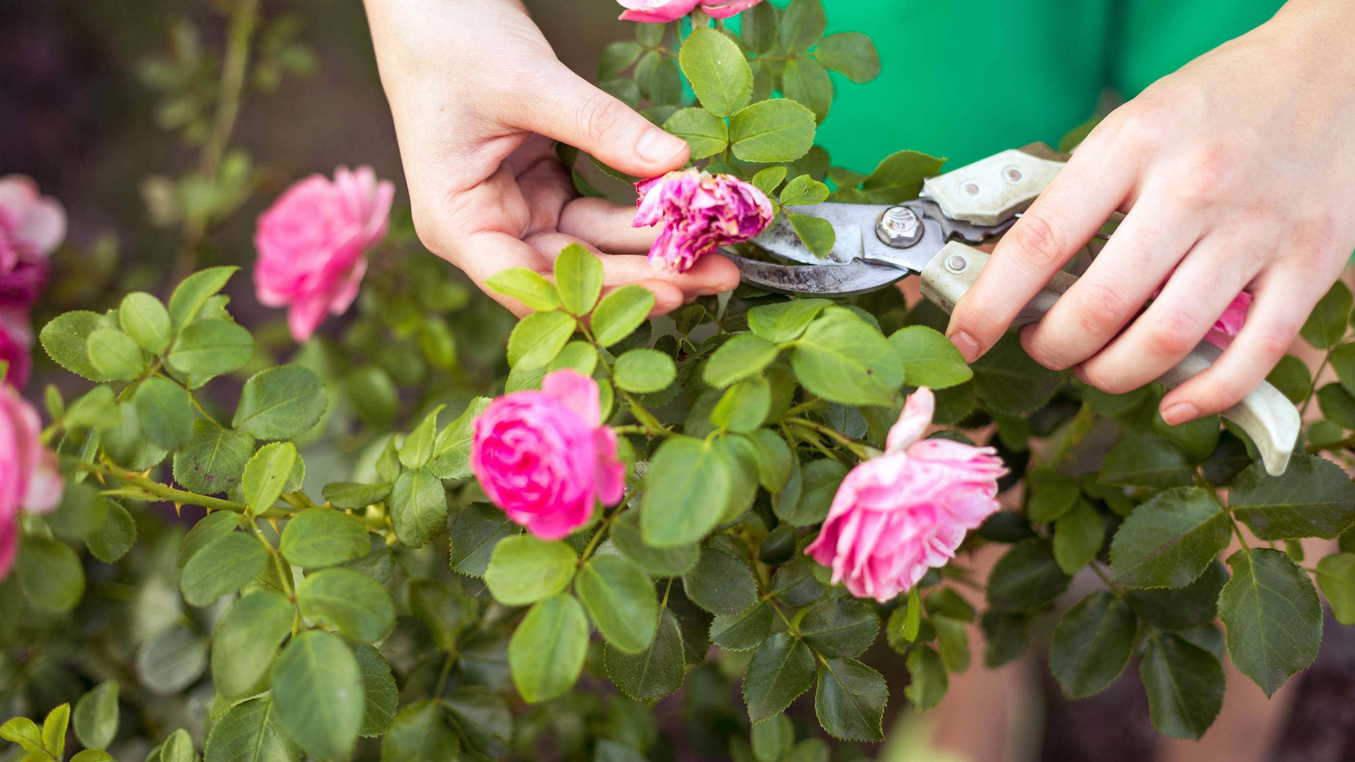 a female gardener pruning pink roses