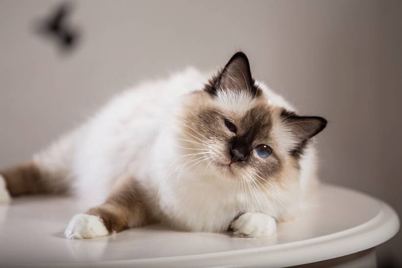 Birman vs. Ragdoll - a Birman resting on a white table