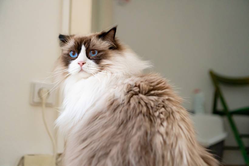 Birman vs. Ragdoll - a fluffy Ragdoll with dilated pupils