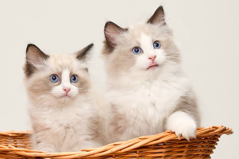 Birman vs. Ragdoll - two Ragdoll kittens in a small basket