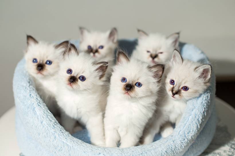 Birman vs Ragdoll - six Birman kittens huddled together