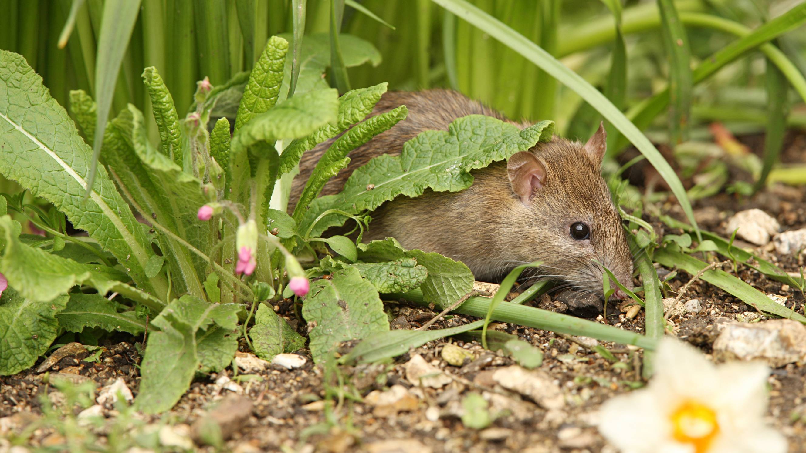 a brown rat eating in a garden