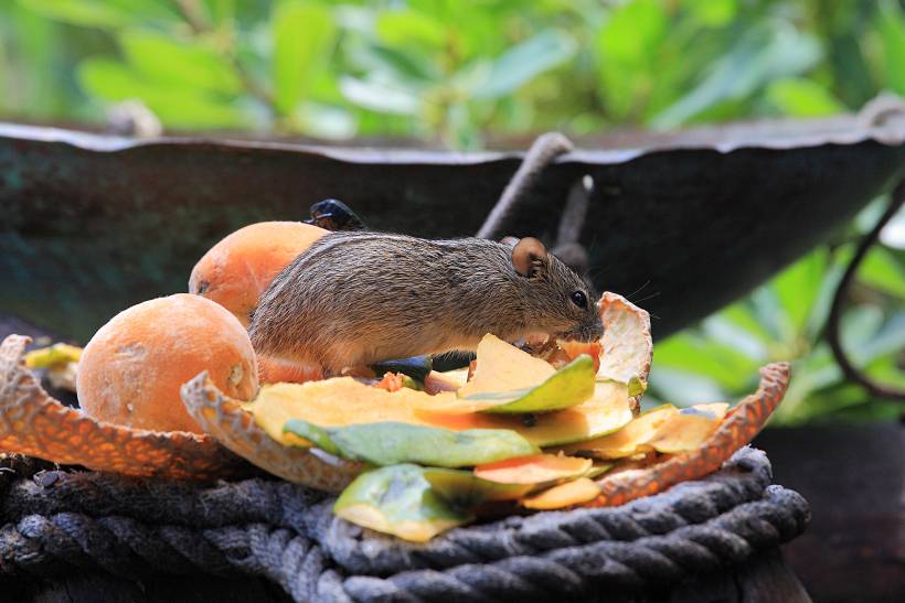 how to get rid of rats in the garden - a garden rat feeding on fruits