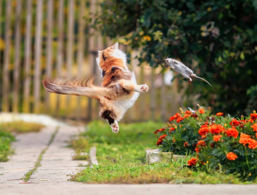 how to get rid of rats in the garden - a cat catching a garden rat