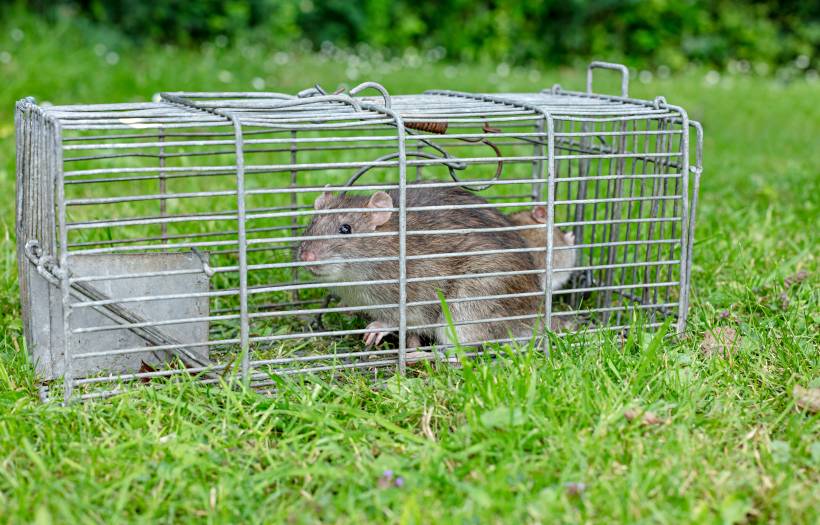 how to get rid of rats in the garden - two garden rats trapped in a cage