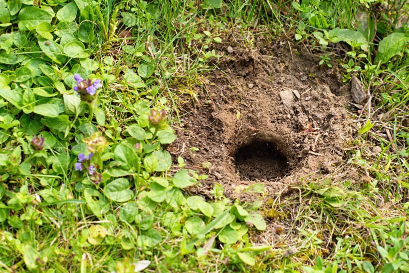 how to get rid of rats in the garden - entrance to a garden rat nest