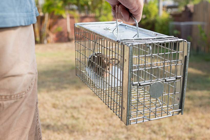 how to get rid of rats in the garden - a man carrying a cage with a rat inside