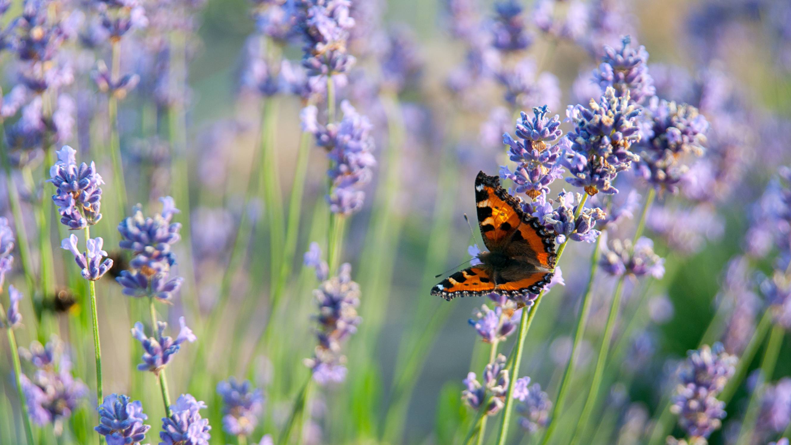 a beautiful butterfly sitting on lavender